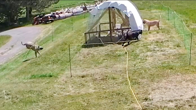 A security camera catches three of several dogs attacking a chicken pen on the property of David Sudan. (Source: Submitted) 