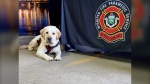 Scooby, Winnipeg's new arson-detection dog, is pictured at a May 3, 2024 news conference at the Winnipeg Fire Paramedic Service Training Academy. (Scott Andersson/CTV News Winnipeg)