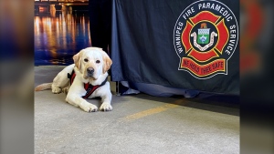 Scooby, Winnipeg's new arson-detection dog, is pictured at a May 3, 2024 news conference at the Winnipeg Fire Paramedic Service Training Academy. (Scott Andersson/CTV News Winnipeg)