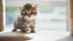 A kitten is seen in this undated stock image. (Shutterstock)