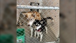 The animal shelter at Pincher Creek is currently housing 25 dogs despite only being designed for 10.