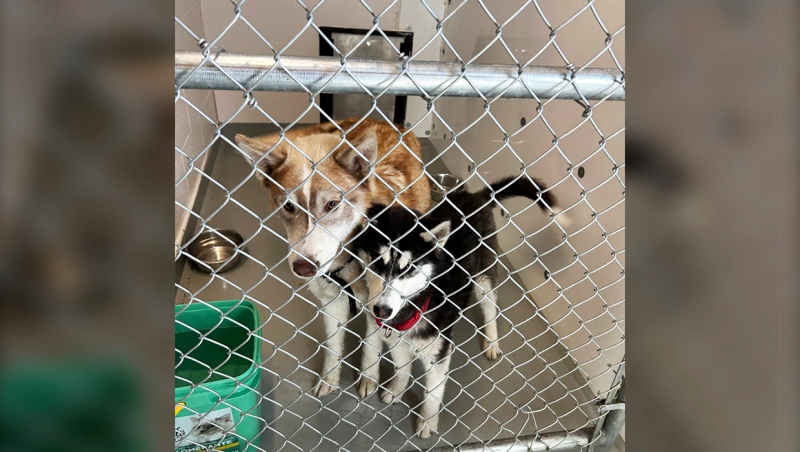The animal shelter at Pincher Creek is currently housing 25 dogs despite only being designed for 10.