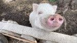One of several pigs cared for by Rosie's Rescue in Leduc County. (Amanda Anderson/CTV News Edmonton)