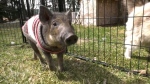Pig rescue needs donations to stay open
