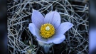 Crocus in bloom. Photo by Mary Anne Rocan. 