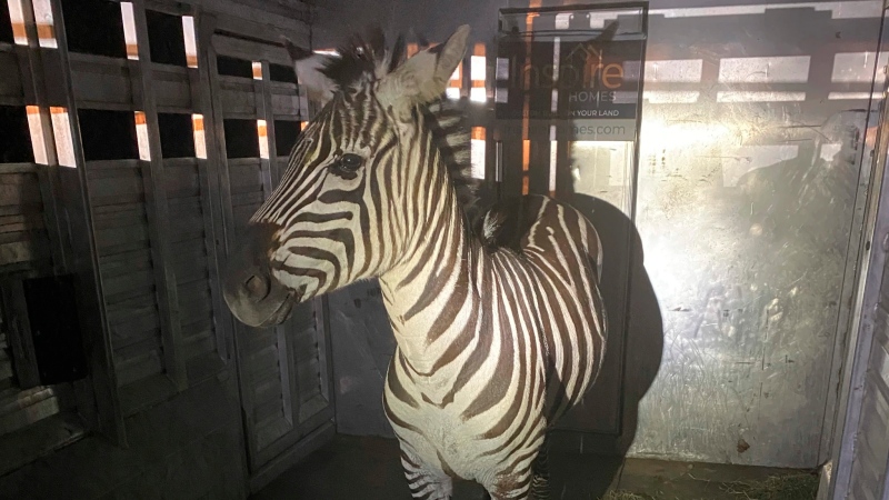 This photo provided by the Regional Animal Services of King County shows the zebra Shug in a trailer after it was captured Friday, May 3, 2024, in Riverbend, Wash., about 30 miles (48 kilometres) east of Seattle. (Regional Animal Services of King County via AP)