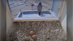 A peregrine falcon and her nest at the Shell Scotford Complex northeast of Edmonton on April 4, 2024. (Photo: Shell Scotford Peregrine Camera/Alberta Conservation Society)