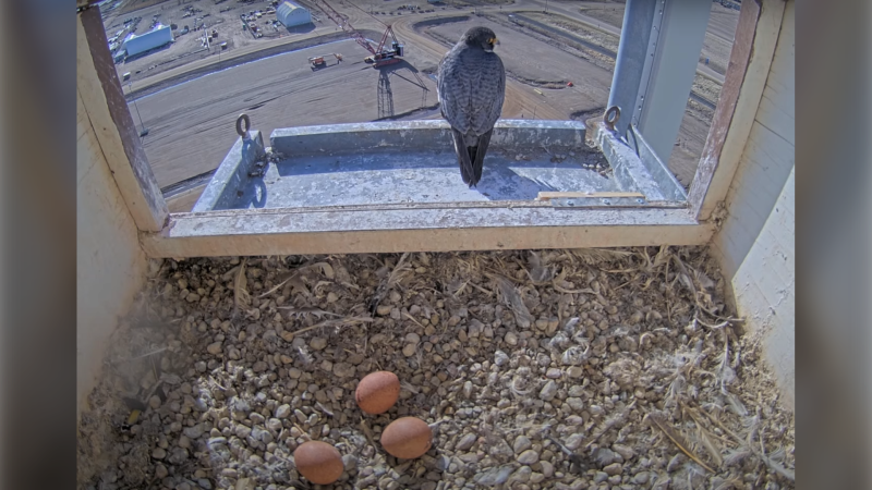 A peregrine falcon and her nest at the Shell Scotford Complex northeast of Edmonton on May 4, 2024. (Photo: Shell Scotford Peregrine Camera/Alberta Conservation Society)