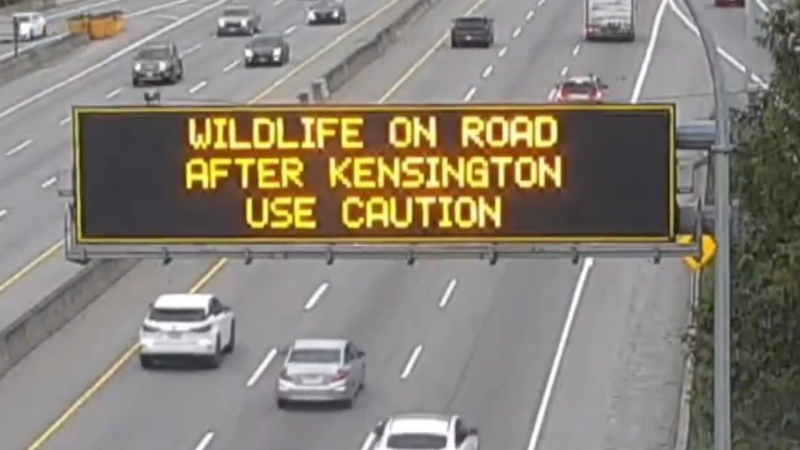 DriveBC warned about wildlife on Highway 1 near Vancouver on May 4, 2024. (Credit: twitter/DriveBC) 