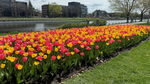 The tulips in bloom along the Rideau Canal in downtown Ottawa. (Josh Pringle/CTV News Ottawa) 