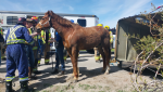 A horse named Donte suffered minor injuries after the trailer he was travelling in flipped onto its side in a crash in New Tecumseth, Ont., on Mon., May 6, 2024. (Source: OPP)