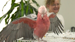The Calgary Parrot Club visits the Airdrie Care Community on Sunday, May 5, 2024.