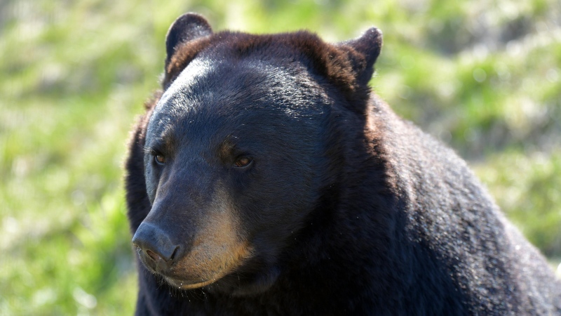 A close-up of a black bear. (Chen Te/Pexels)