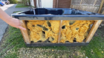 Kylia White's $5,000 hot tub is now filled with holes where rats tunneled through it. (Dave Charbonneau/CTV News Ottawa)
