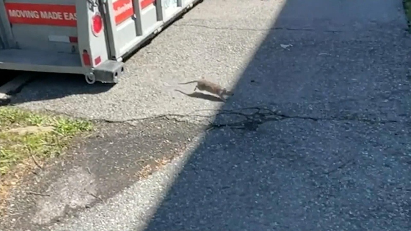 East-end residents battle rat infestation
