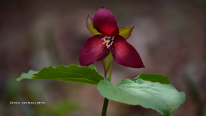 This beautiful red trillium was nestled inside a forest just off Hunt Club Rd. (Ian MacLatchy/CTV Viewer)