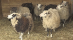 Sheep ready for their spring shear at Chassagne Farm in Puslinch, Ont. (Tyler Kelaher/CTV Kitchener)