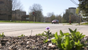 Citing growing interest among residents and community groups, the City of Sault Ste. Marie is allowing boulevard gardens for the first time this year. (Mike McDonald/CTV News)