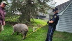 OPP helped a Central Huron resident capture a pig and her piglets who got loose on May 6, 2024. (Source: Huron OPP)