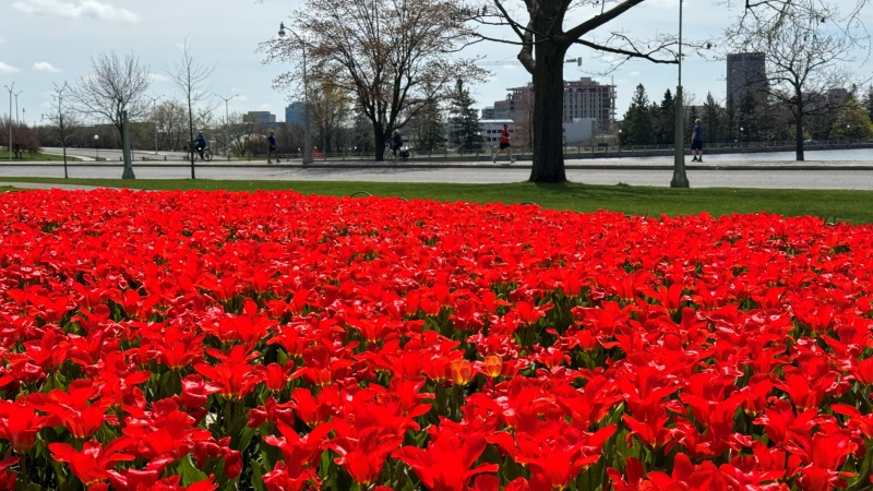 The tulips in bloom at Commissioners Park in Ottawa. (Josh Pringle/CTV News Ottawa) 