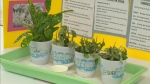 Plants grow or suffer in this science fair project in this file photo. 