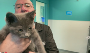 WATCH: Check out this adorable kitten you can adopt this week. 