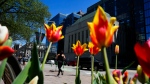 Tulips bloom as people make their way along Wellington Street and past the Bank of Canada in Ottawa on Monday, May 6, 2024. (Sean Kilpatrick/THE CANADIAN PRESS)