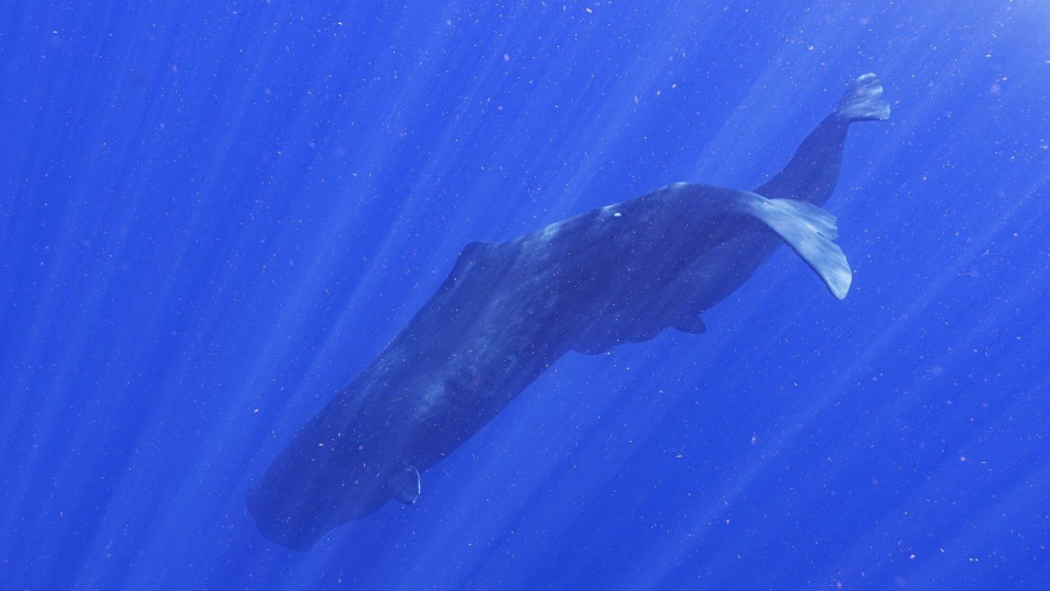 Sperm whale and her baby calf