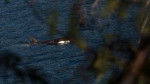 A reported sighting of an orca pod off Vancouver Island near where an orphan killer whale is spending her time after escaping from a lagoon has an expert expressing caution and downplaying a possible family reunion. A two-year-old female orca calf, named kwiisahi?is, or Brave Little Hunter, by the Ehattesaht First Nation, is spotted at the Little Espinosa Inlet near Zeballos, B.C., Friday, April 19, 2024. THE CANADIAN PRESS/Chad Hipolito