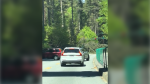 Social media video shows a downed tree blocking the road in Stanley Park on May 7, 2024. (Credit: TikTok/stephandreaxo) 