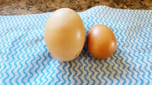 The egg weighed 152 grams. To put that into perspective, the Canadian Food Inspection Agency said a normal large egg weighs around 56 grams. (Supplied)