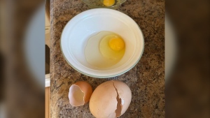 The egg weighed 152 grams. To put that into perspective, the Canadian Food Inspection Agency said a normal large egg weighs around 56 grams. (Supplied)