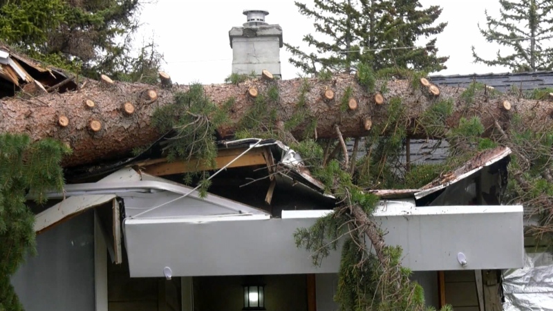 Wind brings tree down on home in Spruce Cliff
