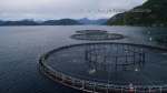 First Nations urge feds to shutter salmon farms