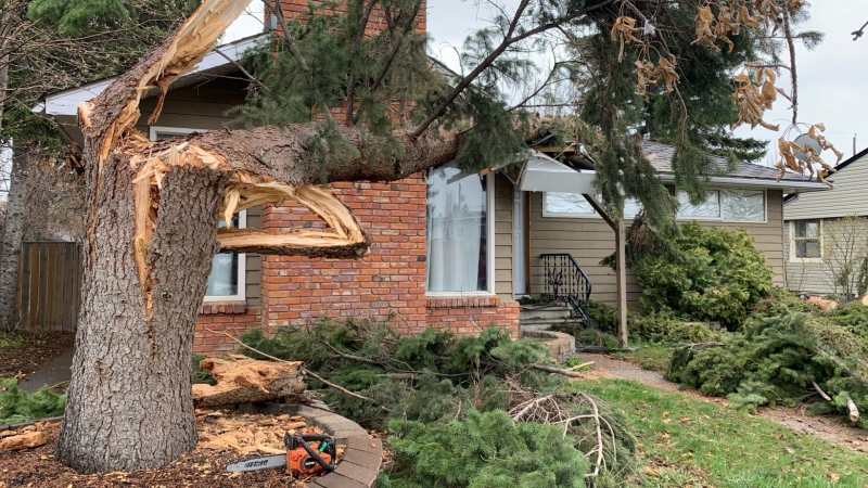 In the southwest Calgary community of Spruce Cliff on Tuesday afternoon, the wind toppled a massive tree onto a house along 37th Street.