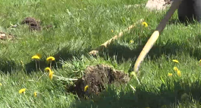 Living Green tree planting in Barrie May 7, 2024. (CTV NEWS/BARRIE)