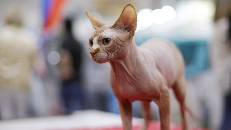 Sphynx cats originated in Ontario. (Max Rossi / Reuters via CNN Newsource)
