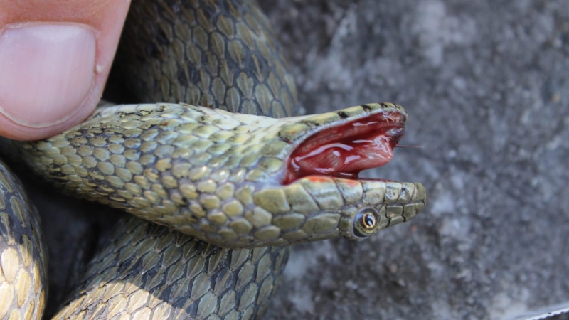 Dice snakes can smear themselves with feces and ooze blood from their mouths to deter predators. (Vukašin Bjelica/University of Belgrade via CNN Newsource)