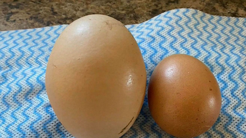 Egg within an egg