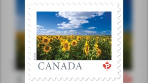 Mike Grandmaison's photograph of a field of sunflowers on the outskirts of Altona, Man. appears on a new Canada Post stamp. 