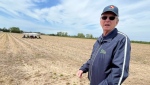 Asparagus season is in full swing at farms in Windsor-Essex and Chatham-Kent, Ont., on May 7, 2024. (Chris Campbell/CTV News Windsor)