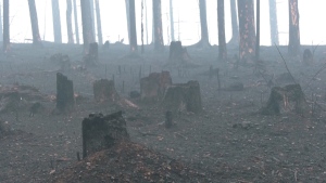 Burned forest near Entwistle, Alta. in May 2023. (CTV News Edmonton)