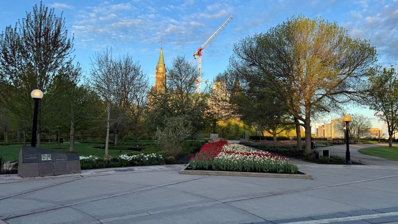The morning sunshine brightens the Peace Tower, as the tulips bloom in Major's Hill Park in downtown Ottawa on Thursday morning. (Josh Pringle/CTV News Ottawa)