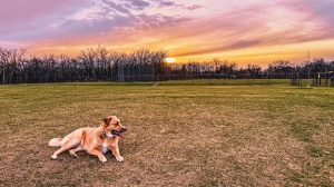 Ivy loves the dog park at sunset. Photo by Melissa Tokariwski.