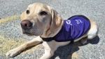 A national service dog at St. Jacobs Farmers’ Market on May  9, 2024. (Shelby Knox/CTV Kitchener)