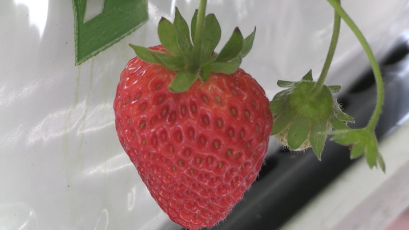 A strawberry grown by Youbin Zheng and his team. (CTV News/Krista Simpson)