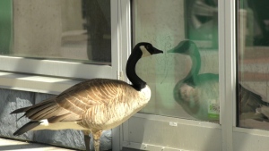 Geese have taken up residence in a planter outside Calgary's Grinn Dental Hygiene, much to the delight of staff and patrons. 