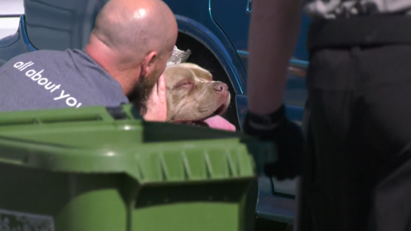 A man pets one of two pitbulls seized by the City of Edmonton after five people were bitten in west Edmonton on May 9, 2024. (Galen McDougall/CTV News Edmonton)