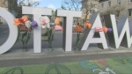 Tulips on the OTTAWA sign in the ByWard Market. (James Fish/CTV Morning Live)