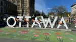 Tulips cover the OTTAWA sign in Ottawa's ByWard Market as part of the Canadian Tulip Festival. (Josh Pringle/CTV News Ottawa)